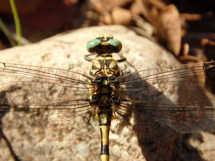 Libellule del Parco del Ticino